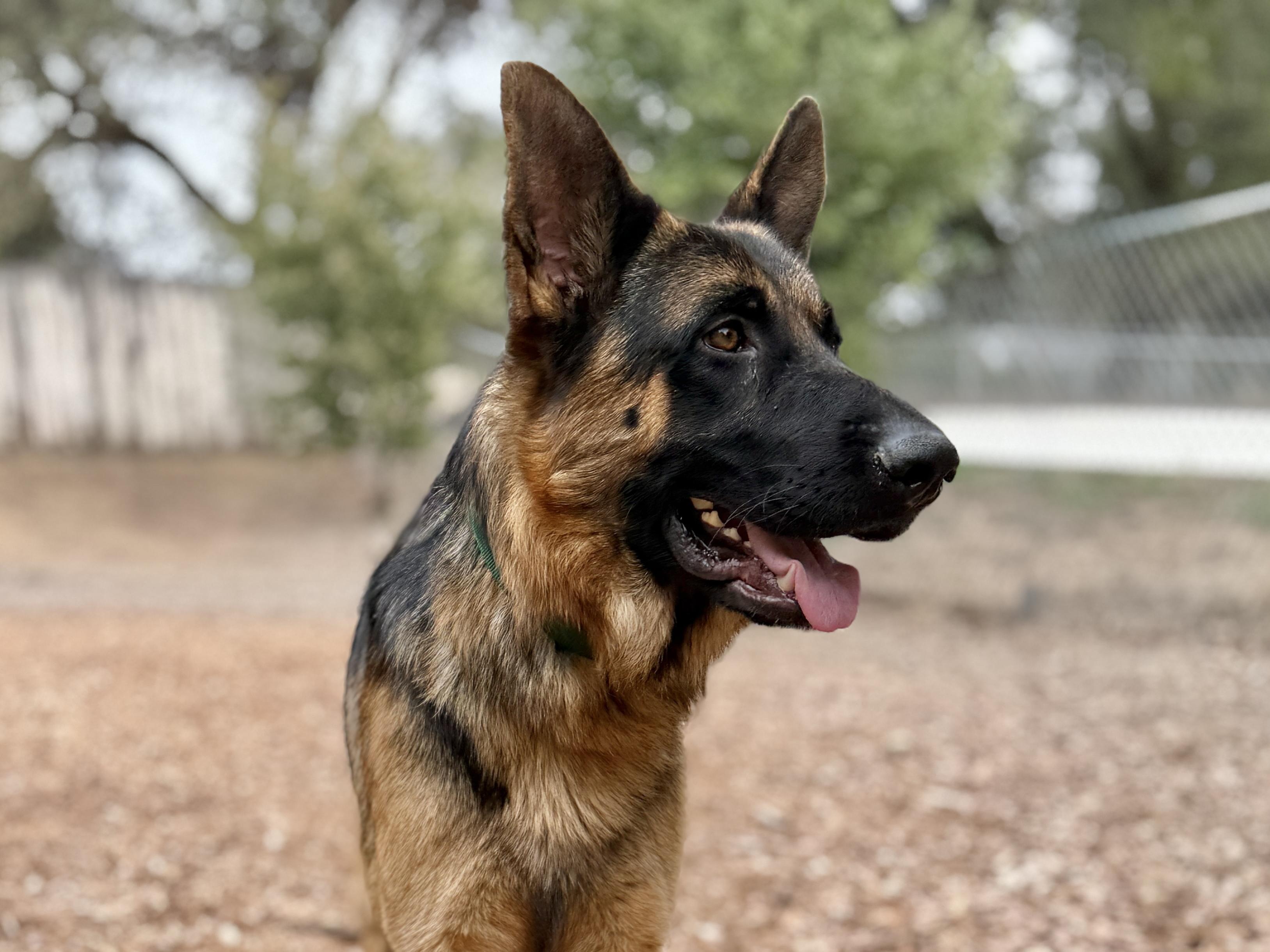 Jenner, adopted, Adult Male German Shepherd Dog.