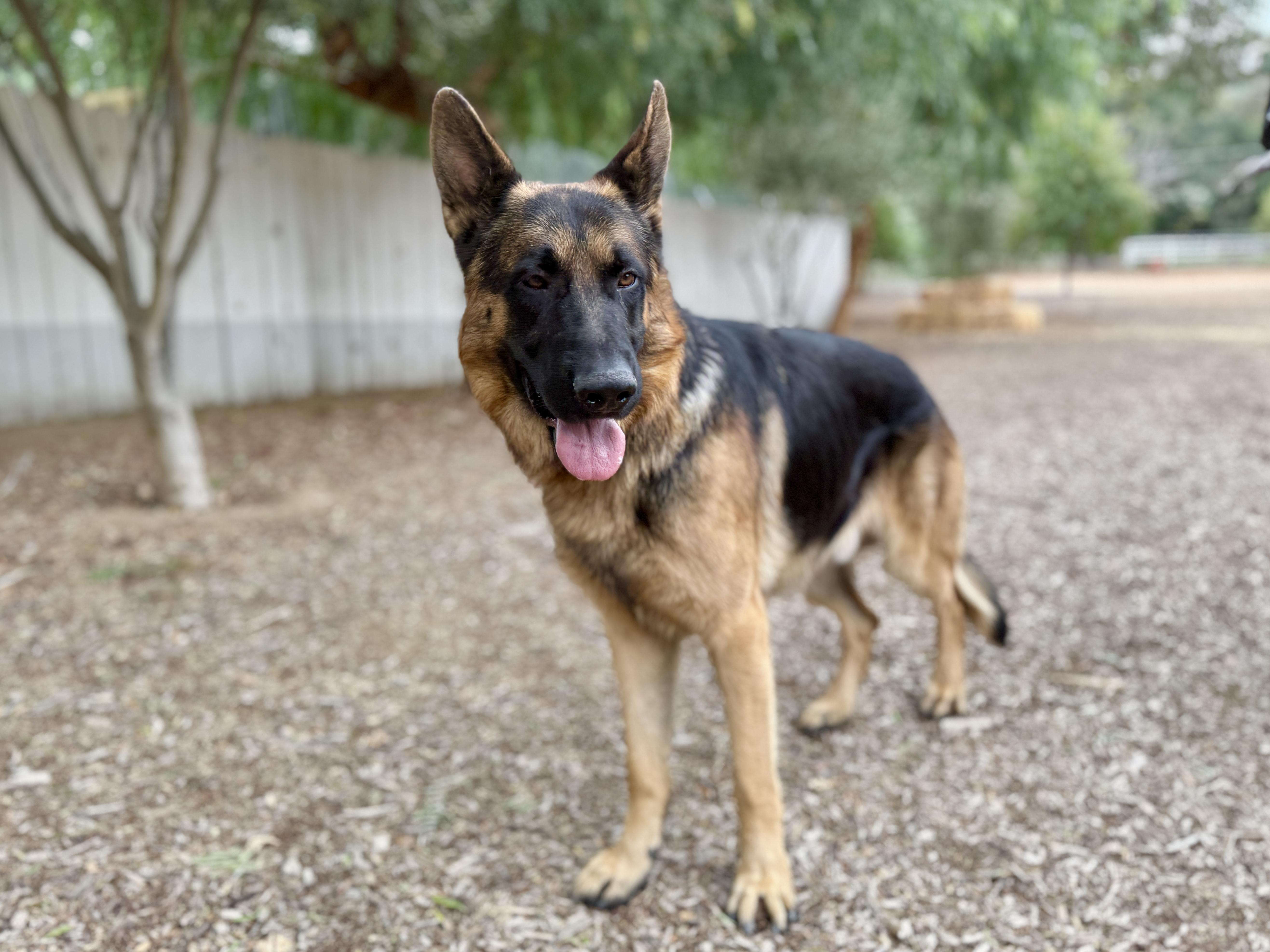 Jenner, an adopted German Shepherd Dog in San Diego, CA image 3/3