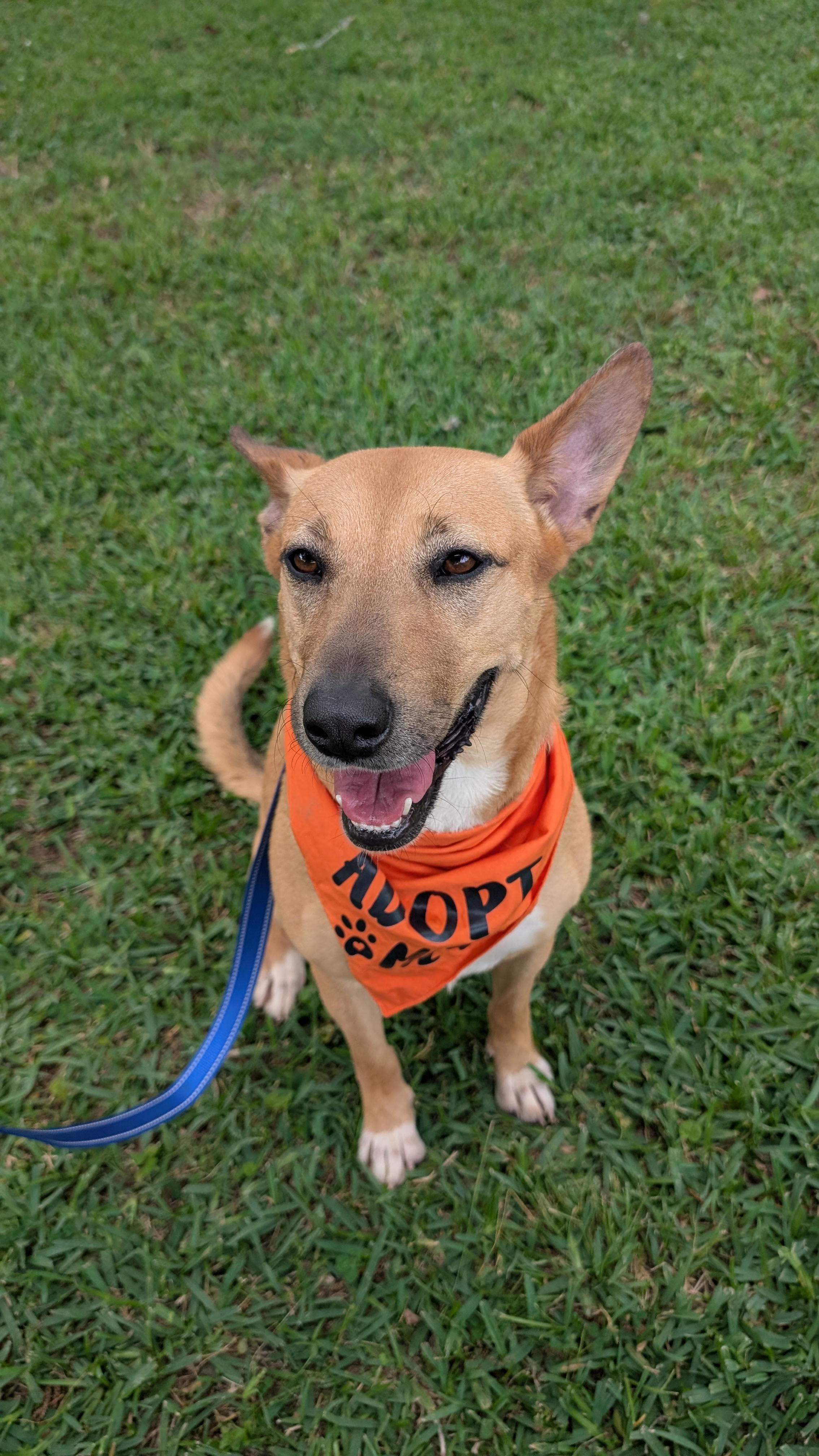 Enlarge Cleo, a Adoptable mixed breed in Coldspring, TX image 2/3