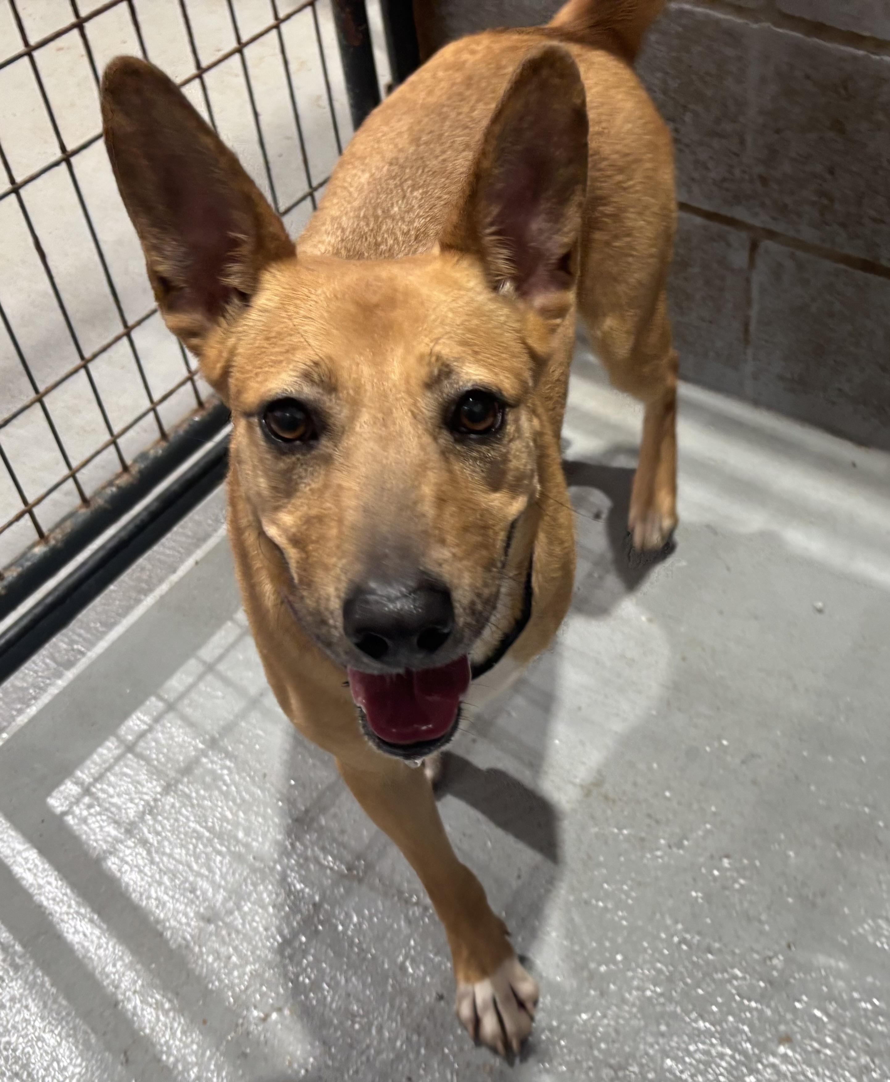 Enlarge Cleo, a Adoptable mixed breed in Coldspring, TX image 3/3