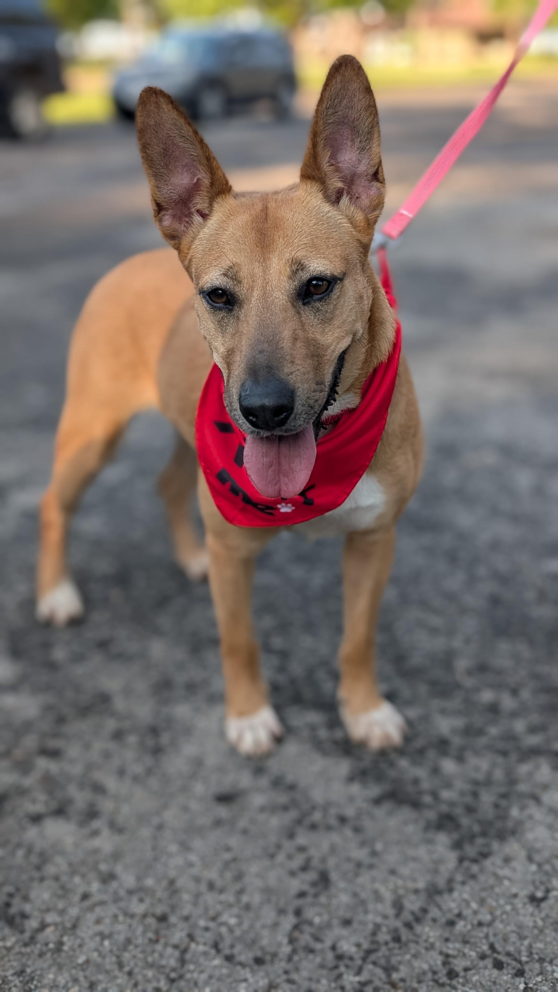 Enlarge Cleo, a Adoptable mixed breed in Coldspring, TX image 1/3