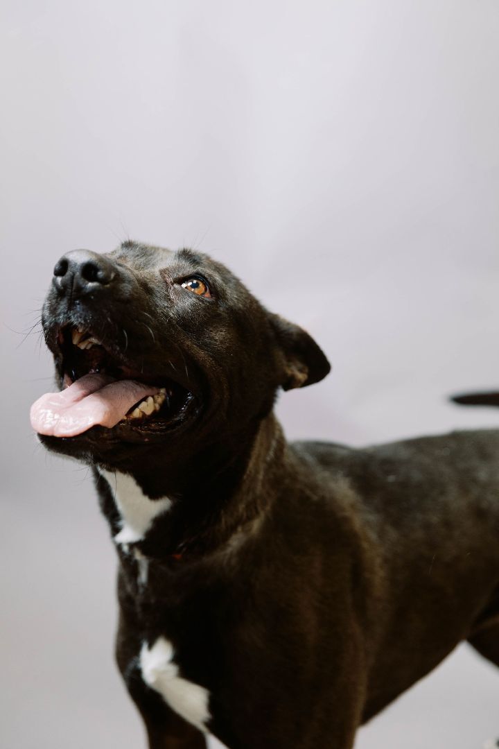 Bella, Adoptable, Adult Female Shepherd.