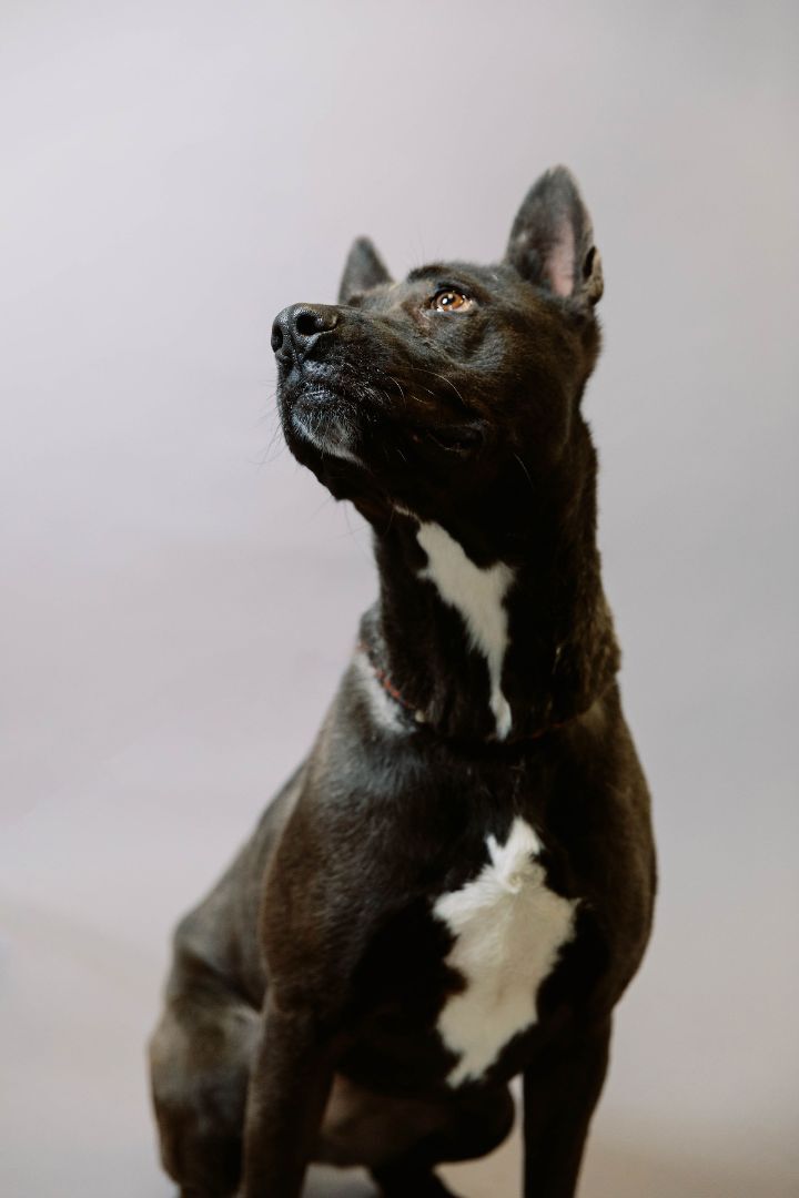 Enlarge Bella, a Adoptable Shepherd in El Paso, TX image 4/10