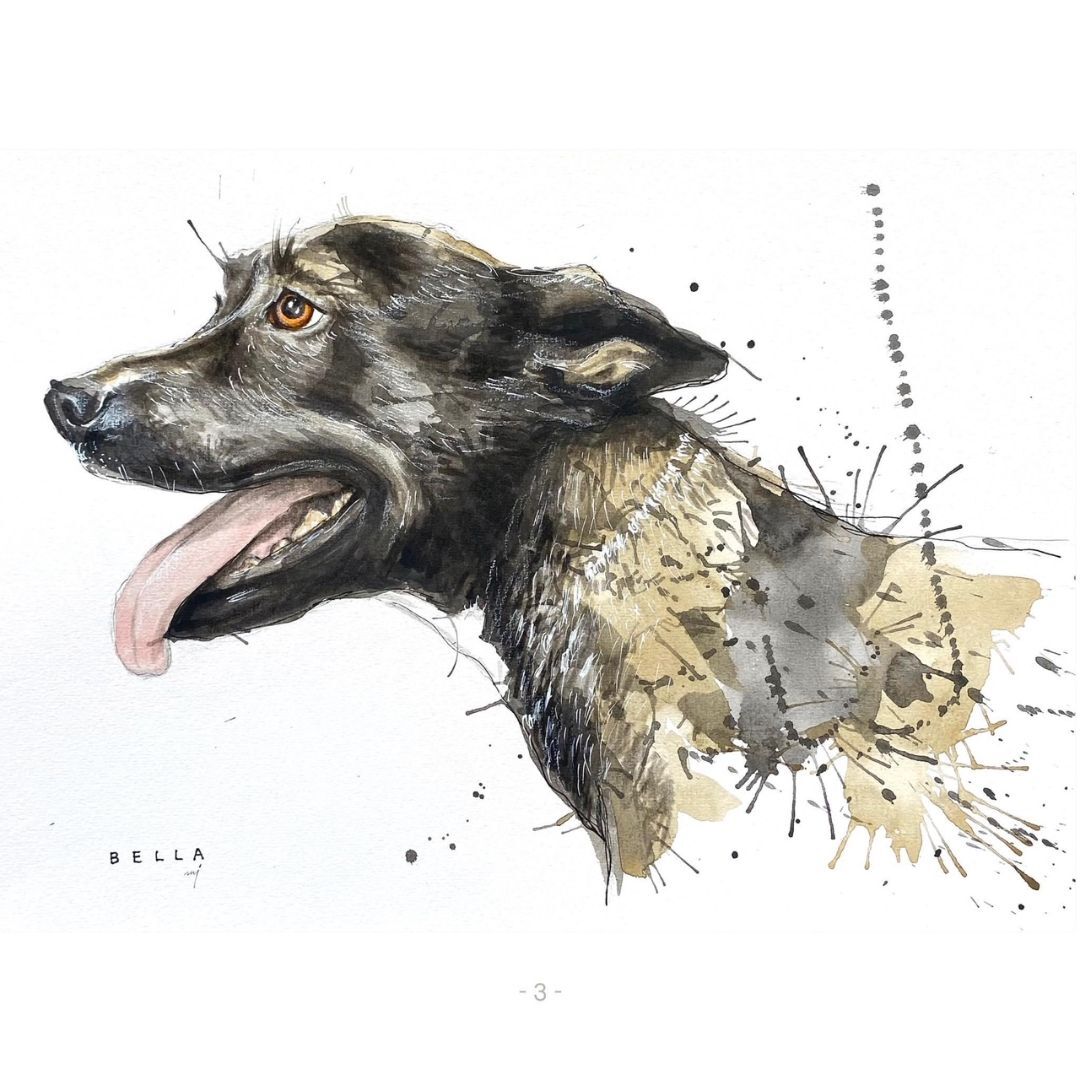 Bella, Adoptable, Adult Female Shepherd.