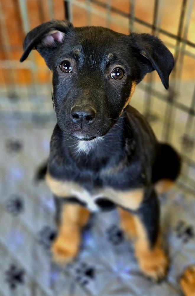Doc, Adoptable, Puppy Male German Shepherd Dog & Cattle Dog.