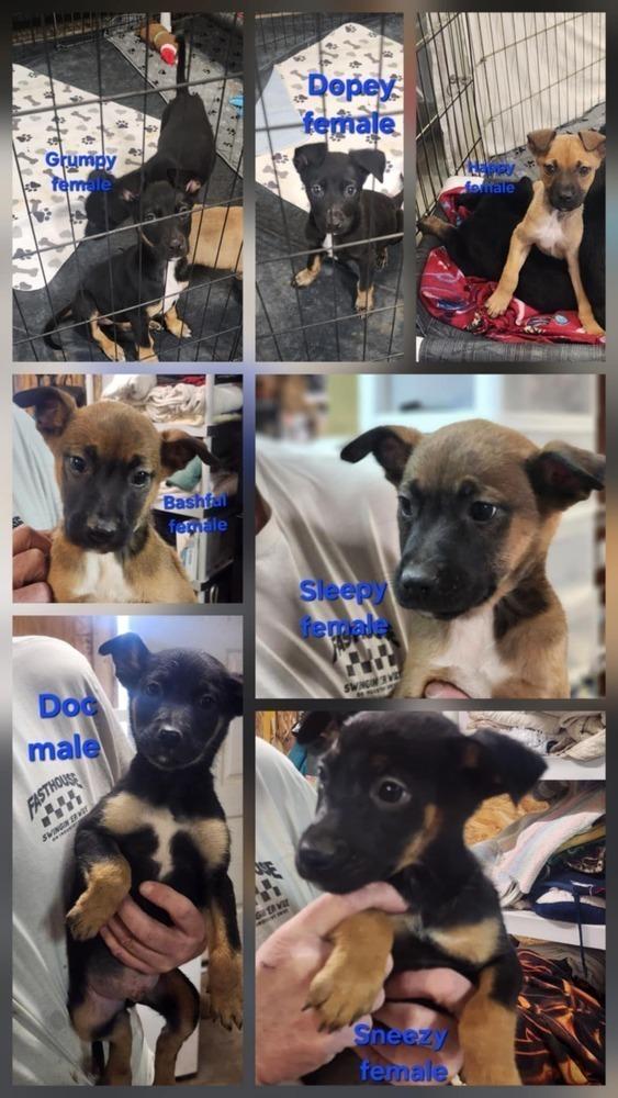 Enlarge Doc, a Adoptable mixed breed in Bend, OR image 2/4