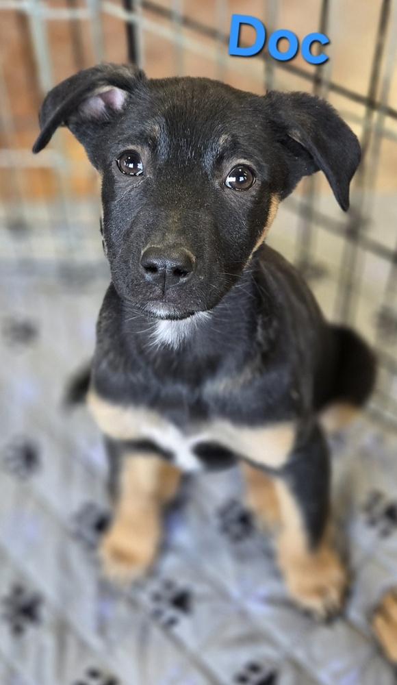 Doc, Adoptable, Puppy Male German Shepherd Dog & Cattle Dog.