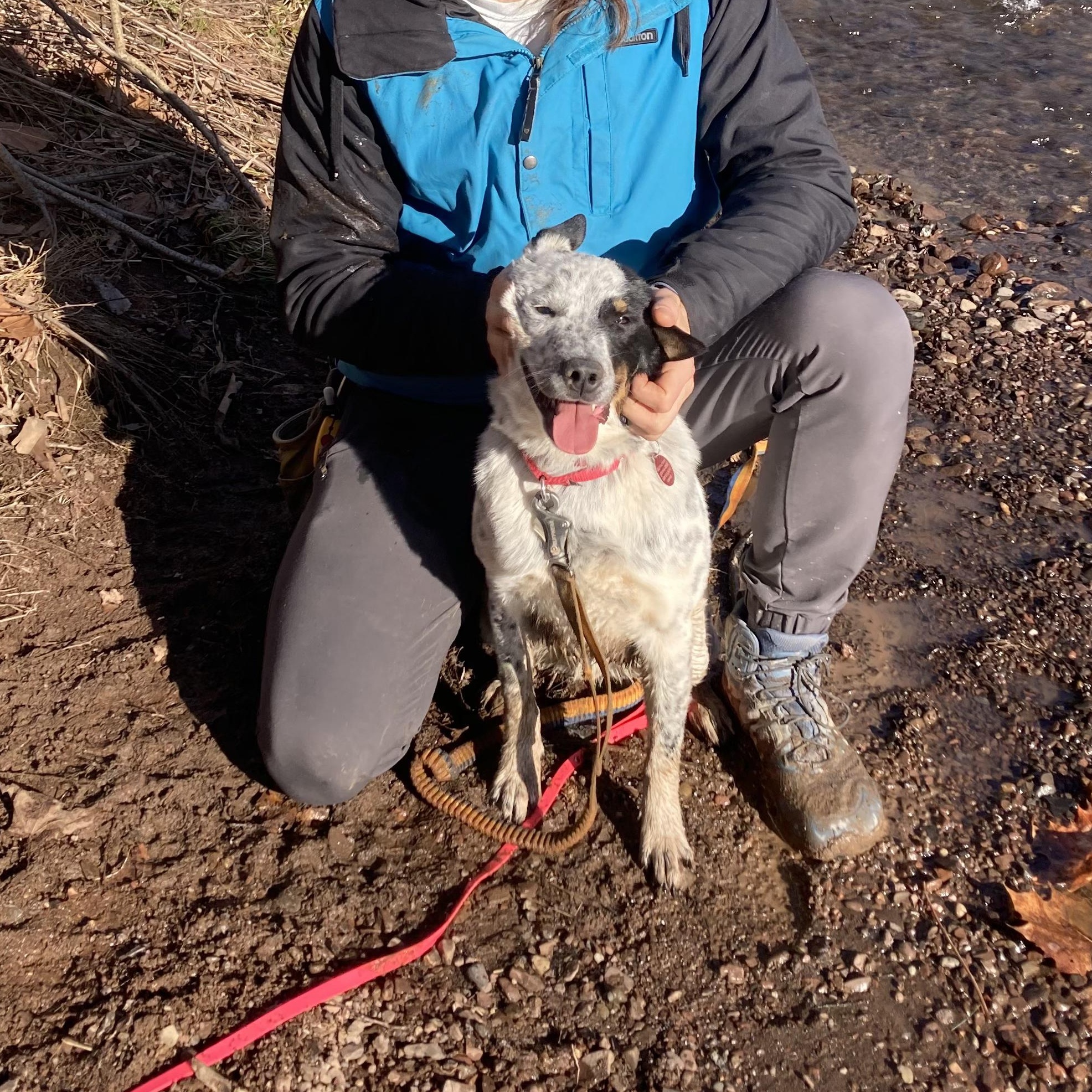 Enlarge Bingo, a Adoptable Australian Cattle Dog / Blue Heeler in South Windsor, CT image 3/6