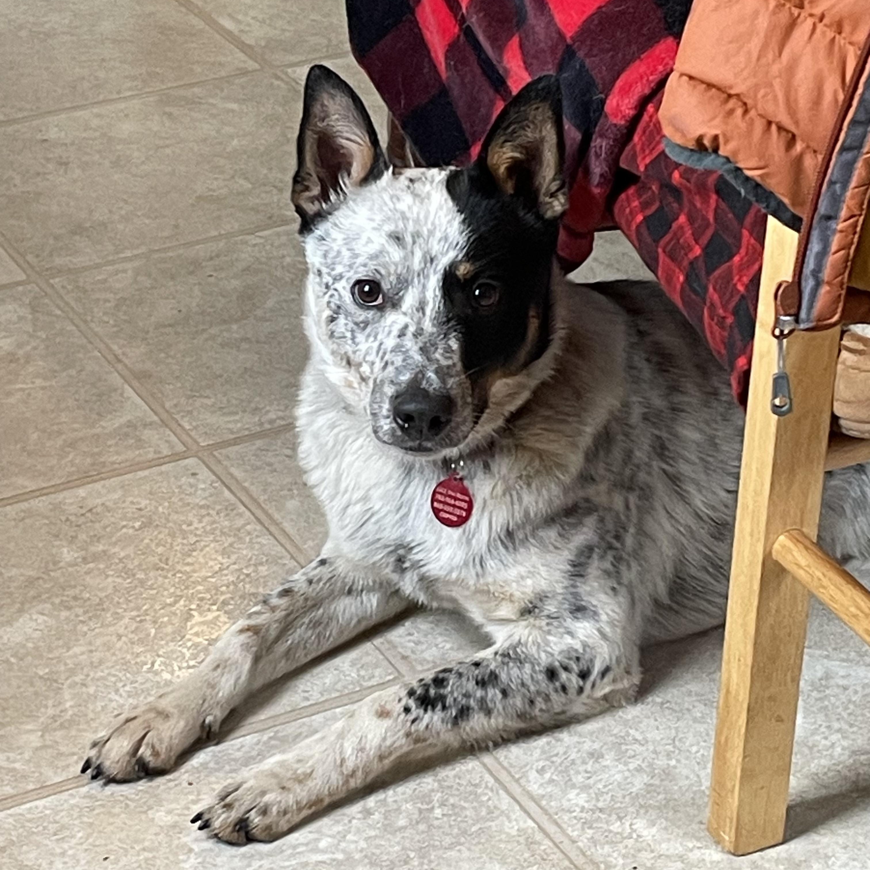 Enlarge Bingo, a Adoptable Australian Cattle Dog / Blue Heeler in South Windsor, CT image 2/6