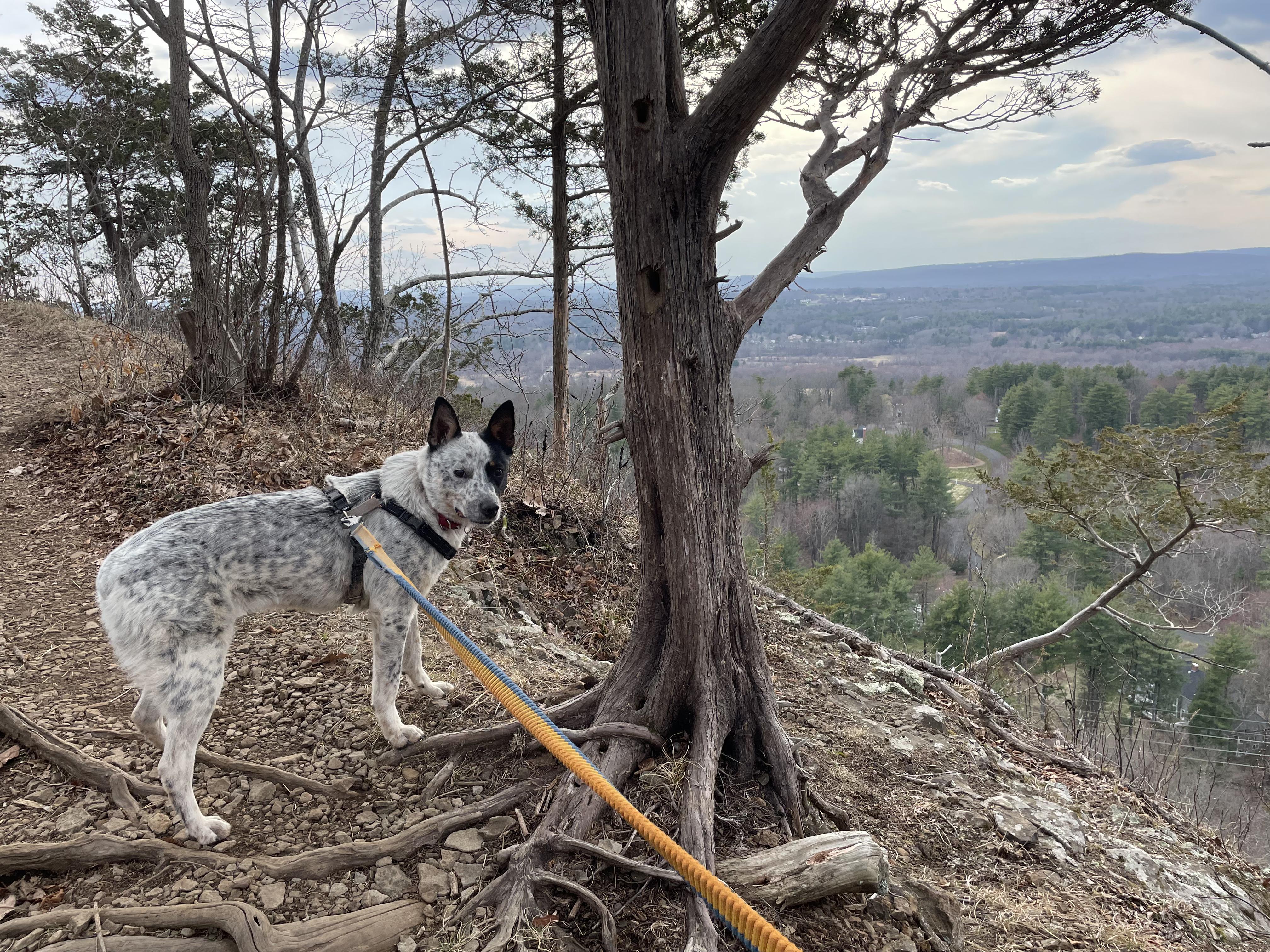 Enlarge Bingo, a Adoptable Australian Cattle Dog / Blue Heeler in South Windsor, CT image 5/6
