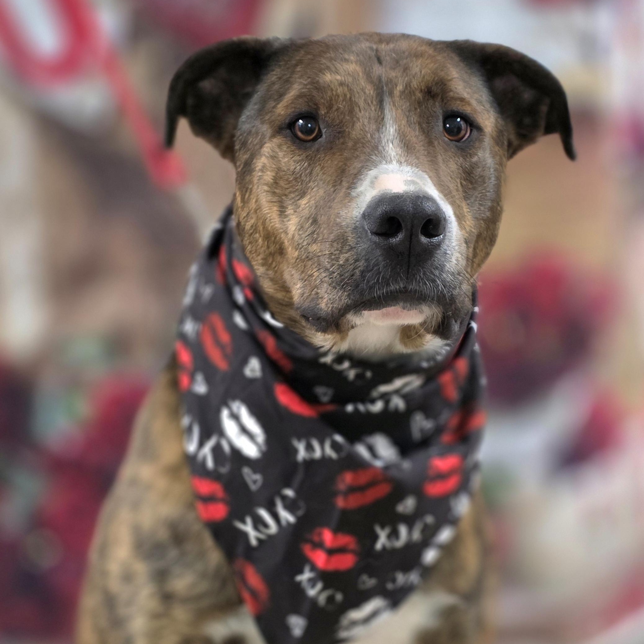 Enlarge Yukon, a Adoptable mixed breed in Walthill, NE image 1/5