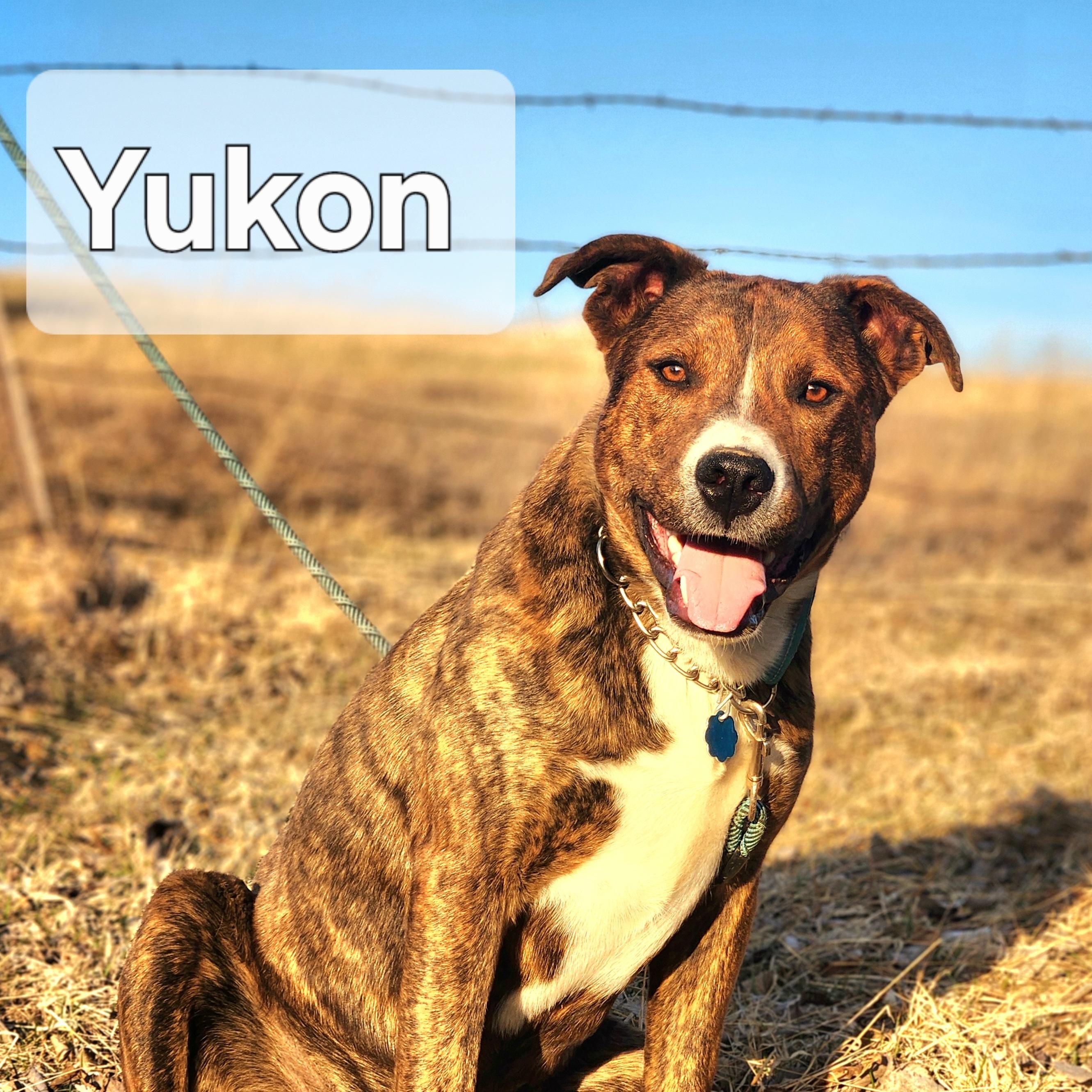 Enlarge Yukon, a Adoptable mixed breed in Walthill, NE image 3/4