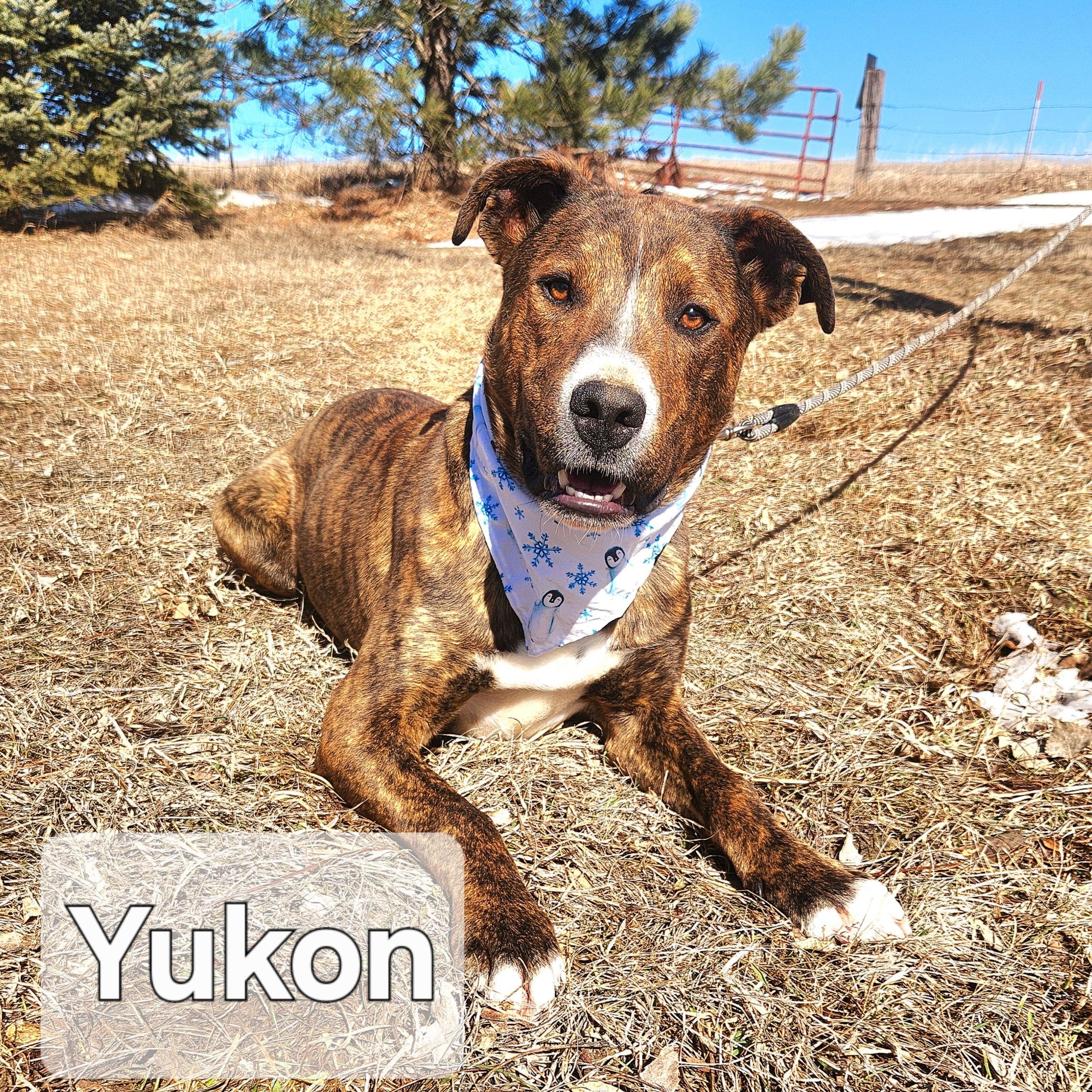 Yukon photo 2