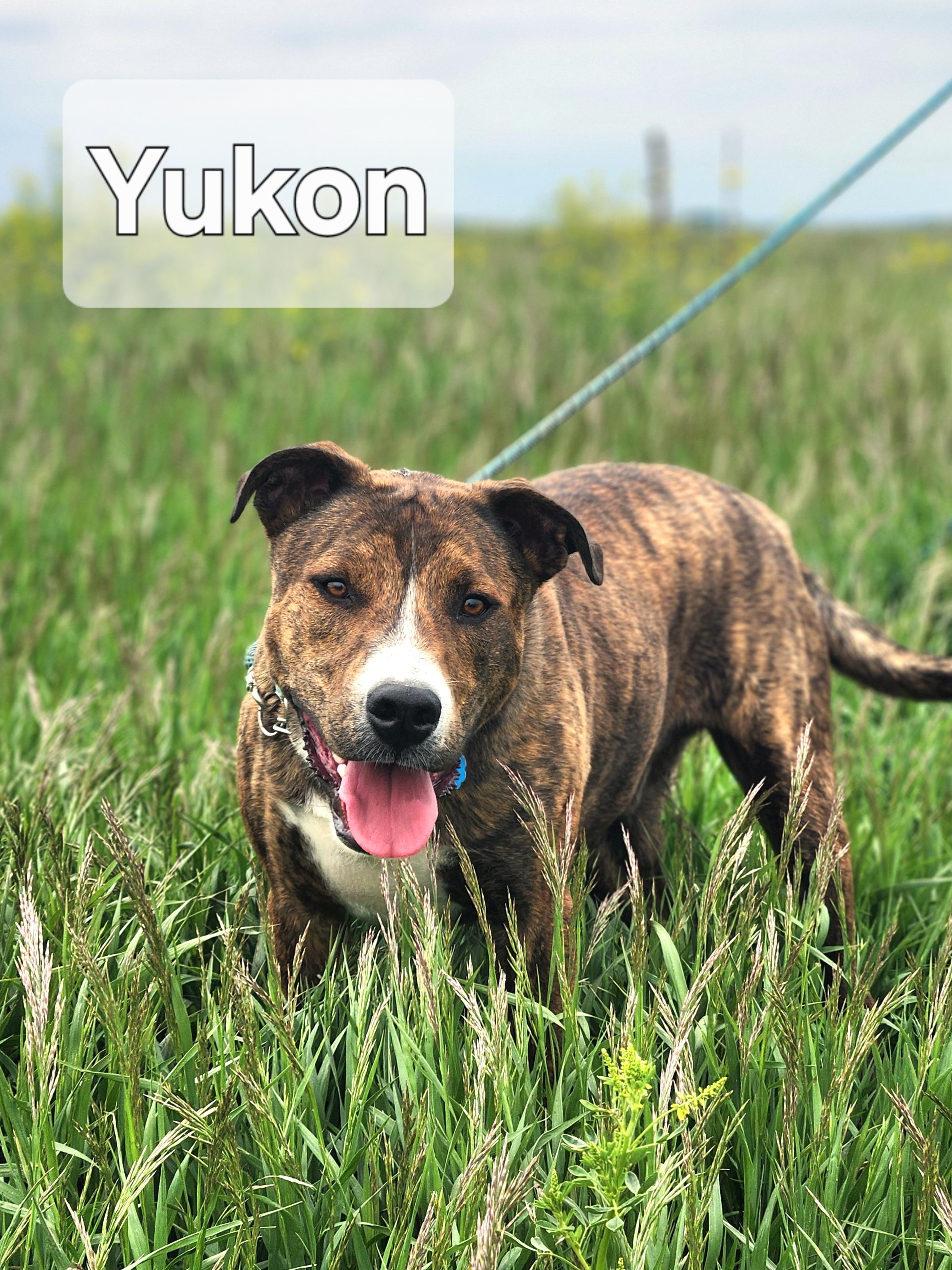 Yukon, Adoptable, Young Male Boxer.