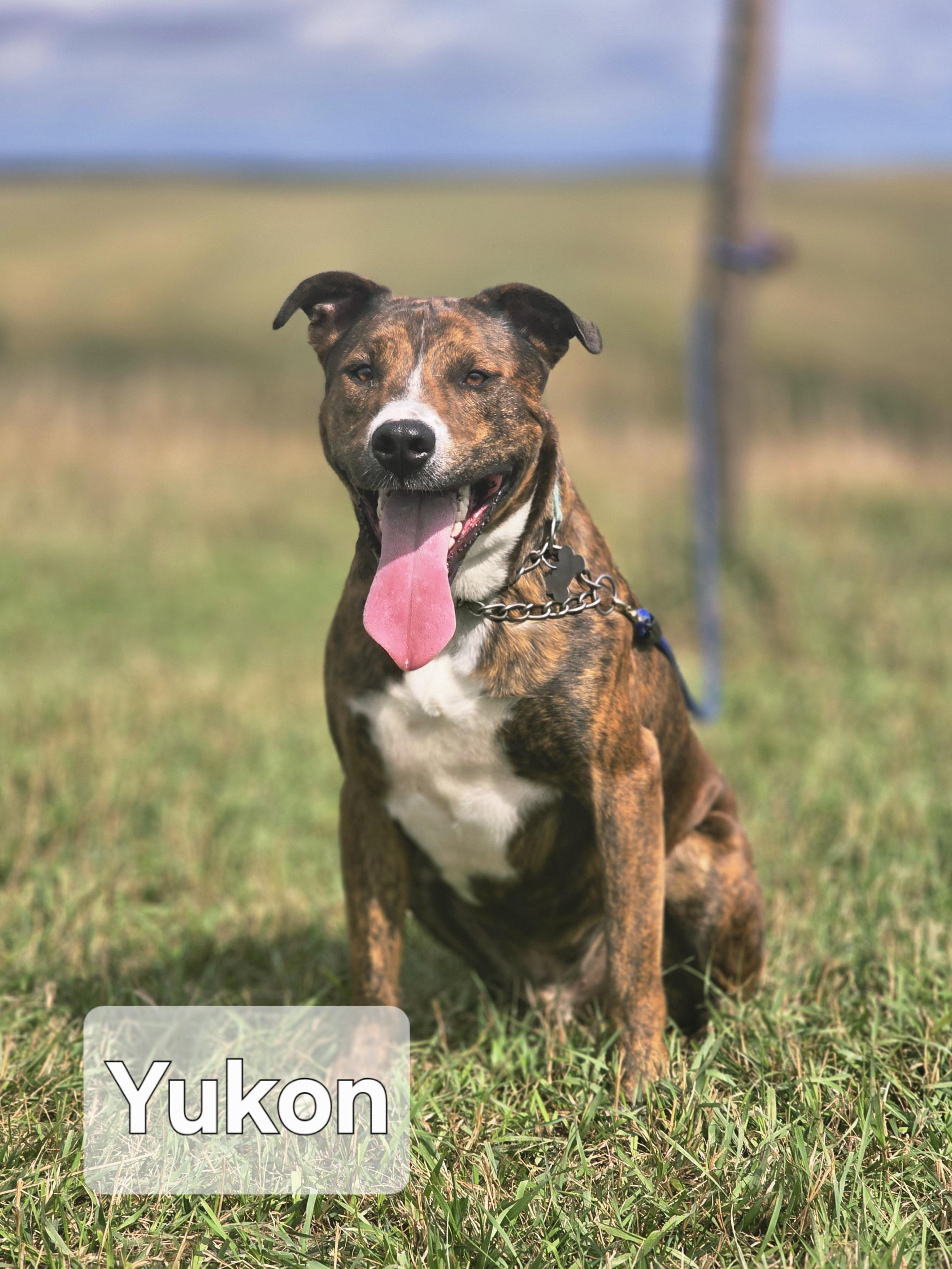 Enlarge Yukon, a Adoptable mixed breed in Walthill, NE image 1/4