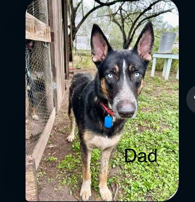 Pilot, Adoptable, Young Male Border Collie & Shepherd.