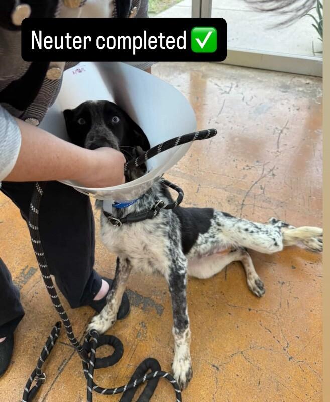 Pilot, Adoptable, Young Male Border Collie & Shepherd.