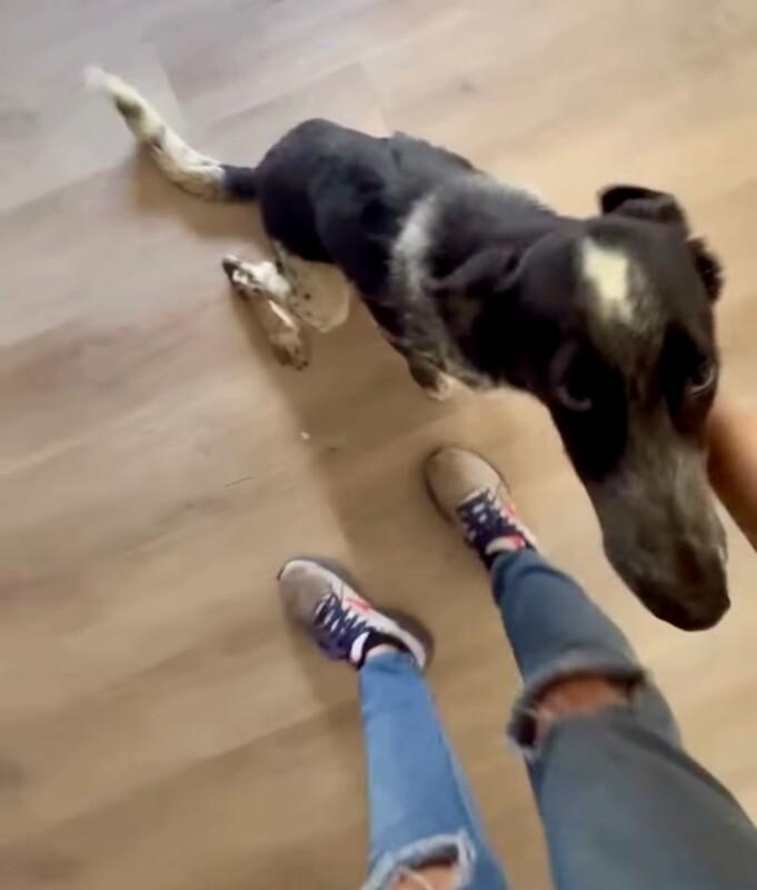 Pilot, Adoptable, Young Male Border Collie & Shepherd.