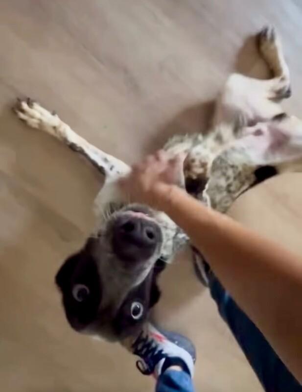 Enlarge Pilot, a Adoptable mixed breed in Boulder, CO image 2/4