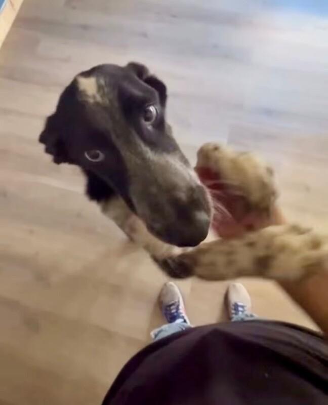 Enlarge Pilot, a Adoptable mixed breed in Boulder, CO image 3/4