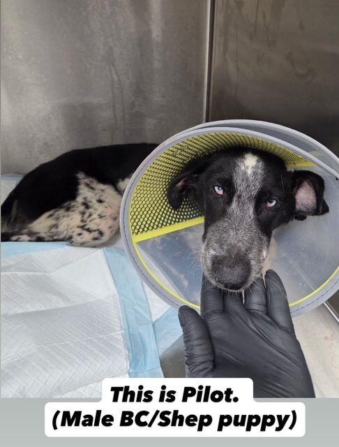 Enlarge Pilot, a Adoptable mixed breed in Boulder, CO image 4/4