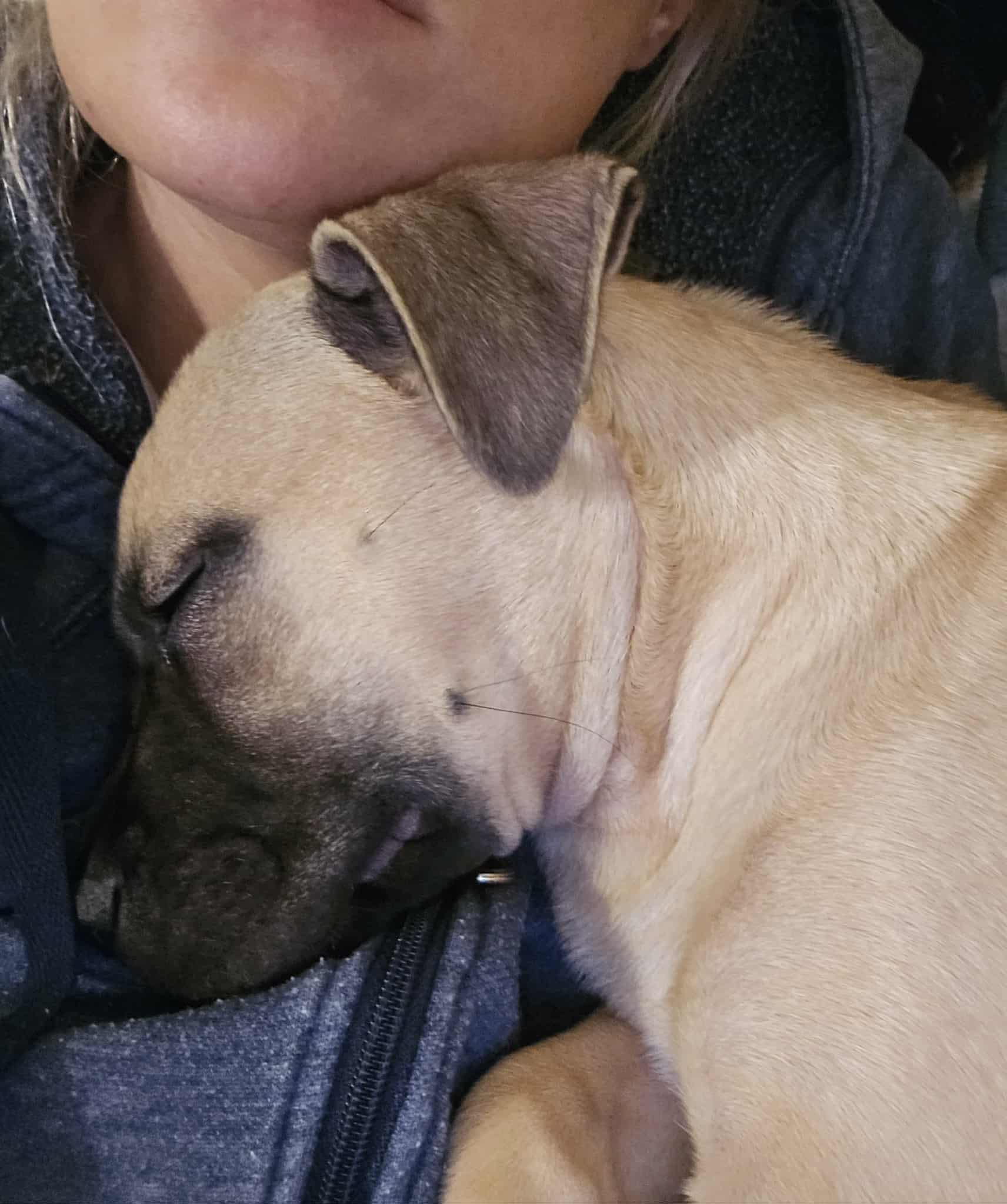 Tink, Adoptable, Puppy Female Mixed Breed.