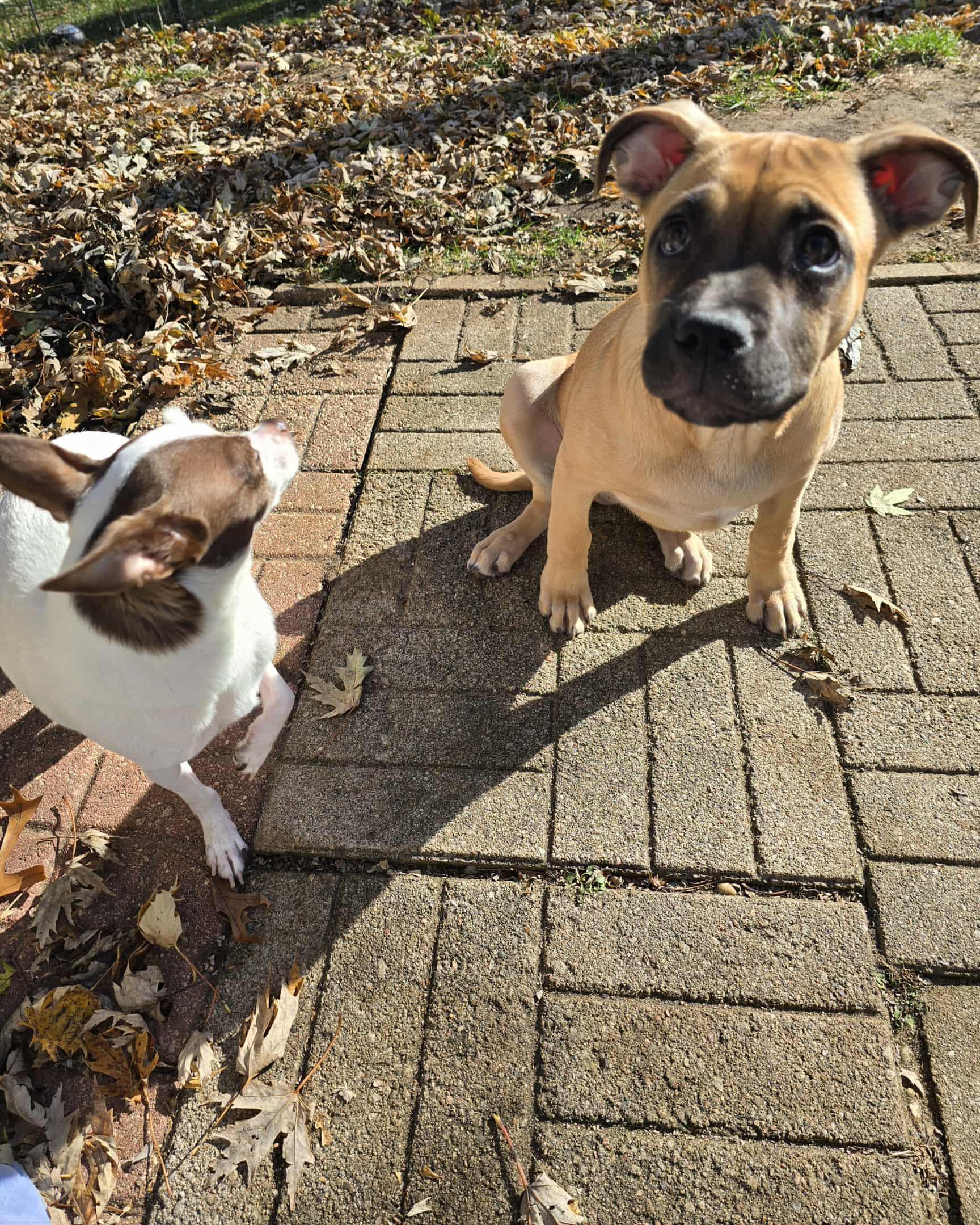 Tink, a Adoptable mixed breed in Rockford, IL image 2/5