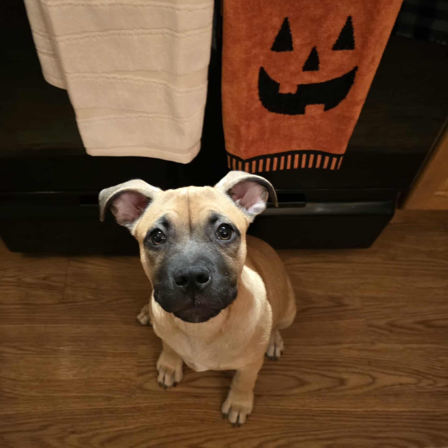 Tink, a Adoptable mixed breed in Rockford, IL image 3/5