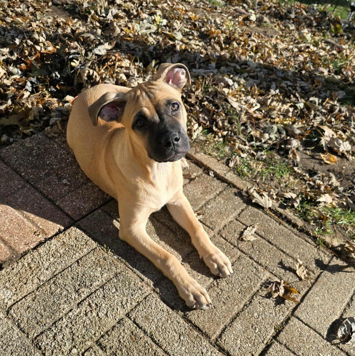 Tink, a Adoptable mixed breed in Rockford, IL image 4/5