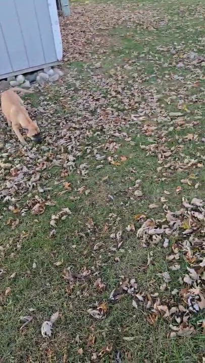 Enlarge Tink, a Adoptable mixed breed in Rockford, IL video 5/5