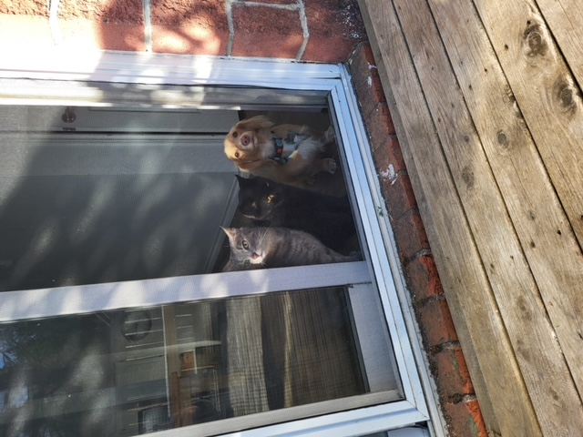 Enlarge Coors, a Adoptable Domestic Short Hair in Fredericton, NB image 1/5