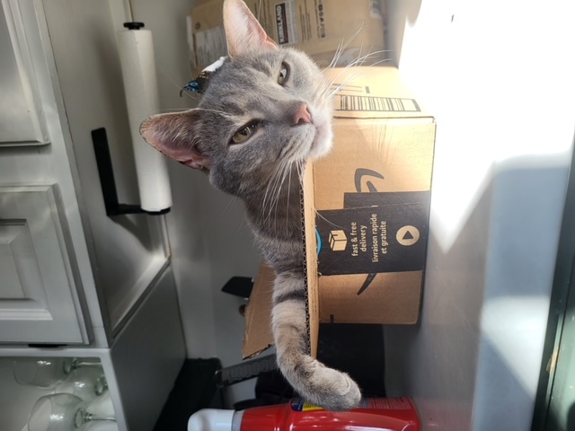 Enlarge Coors, a Adoptable Domestic Short Hair in Fredericton, NB image 2/5