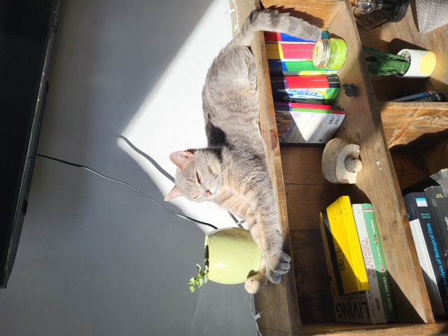 Enlarge Coors, a Adoptable Domestic Short Hair in Fredericton, NB image 4/5