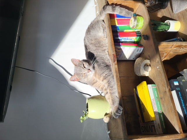 Enlarge Coors, a Adoptable Domestic Short Hair in Fredericton, NB image 5/5