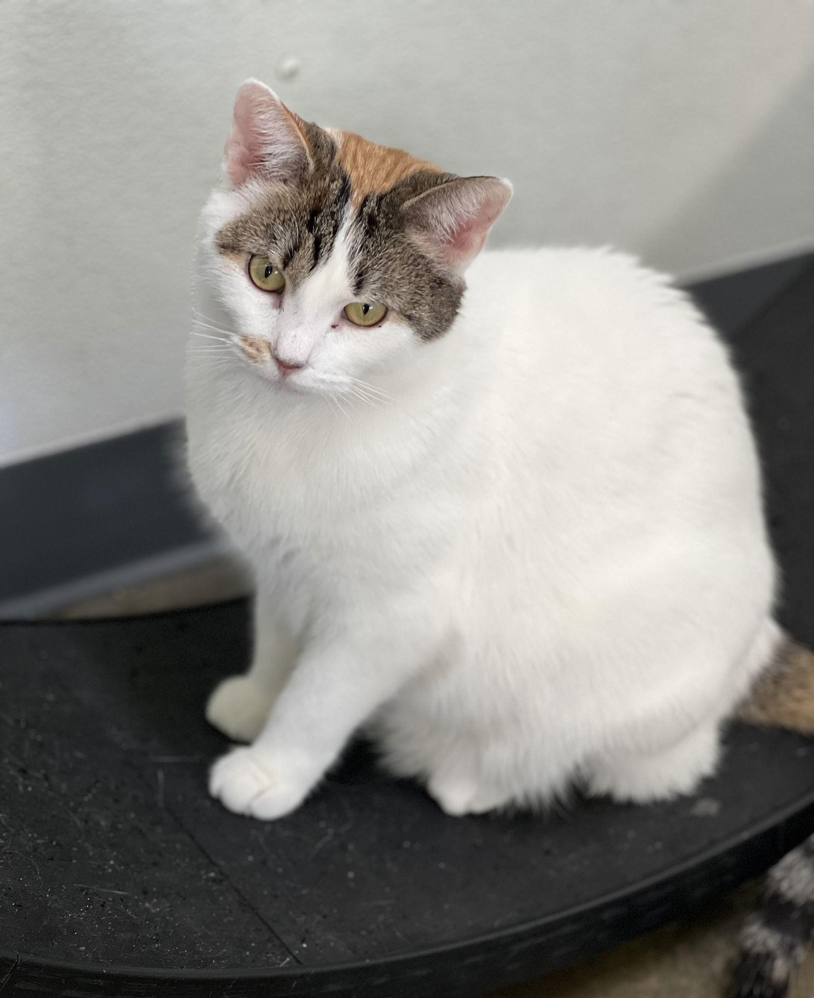 Mary Anne, a Adoptable Domestic Short Hair in Estherville, IA image 3/6