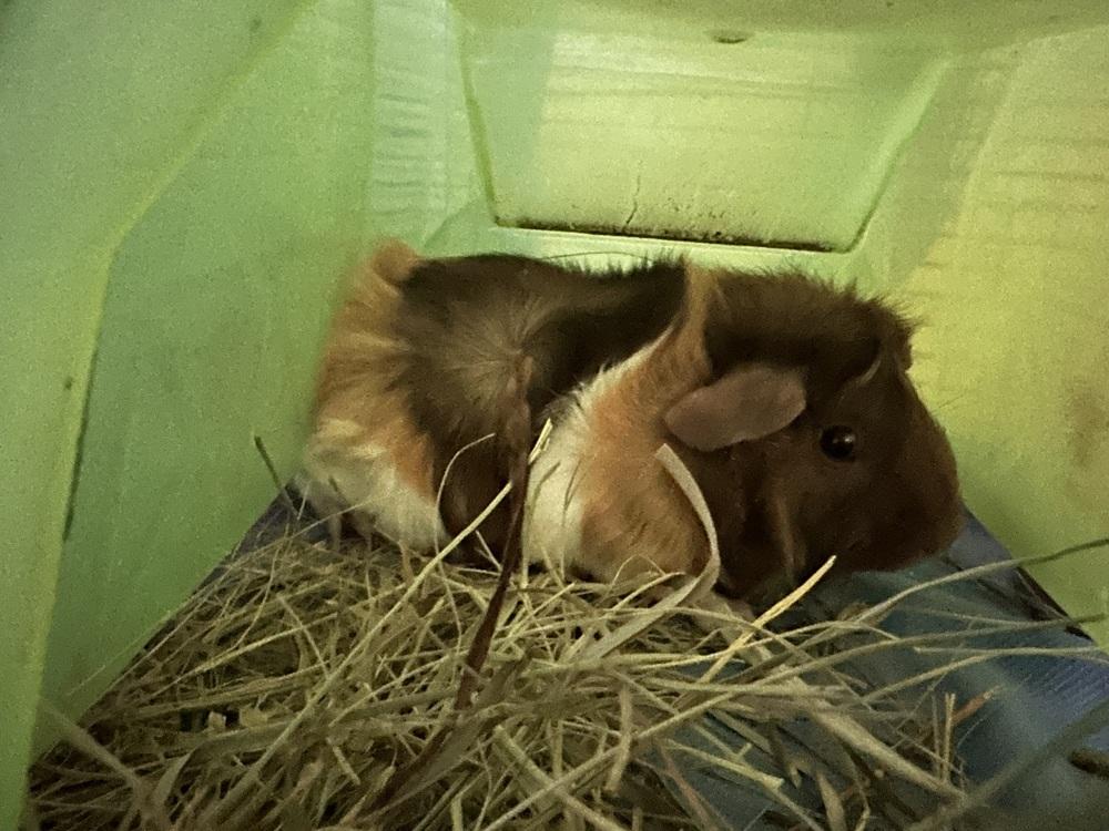 Jackie, a Adoptable Guinea Pig in Germantown, OH image 1/4