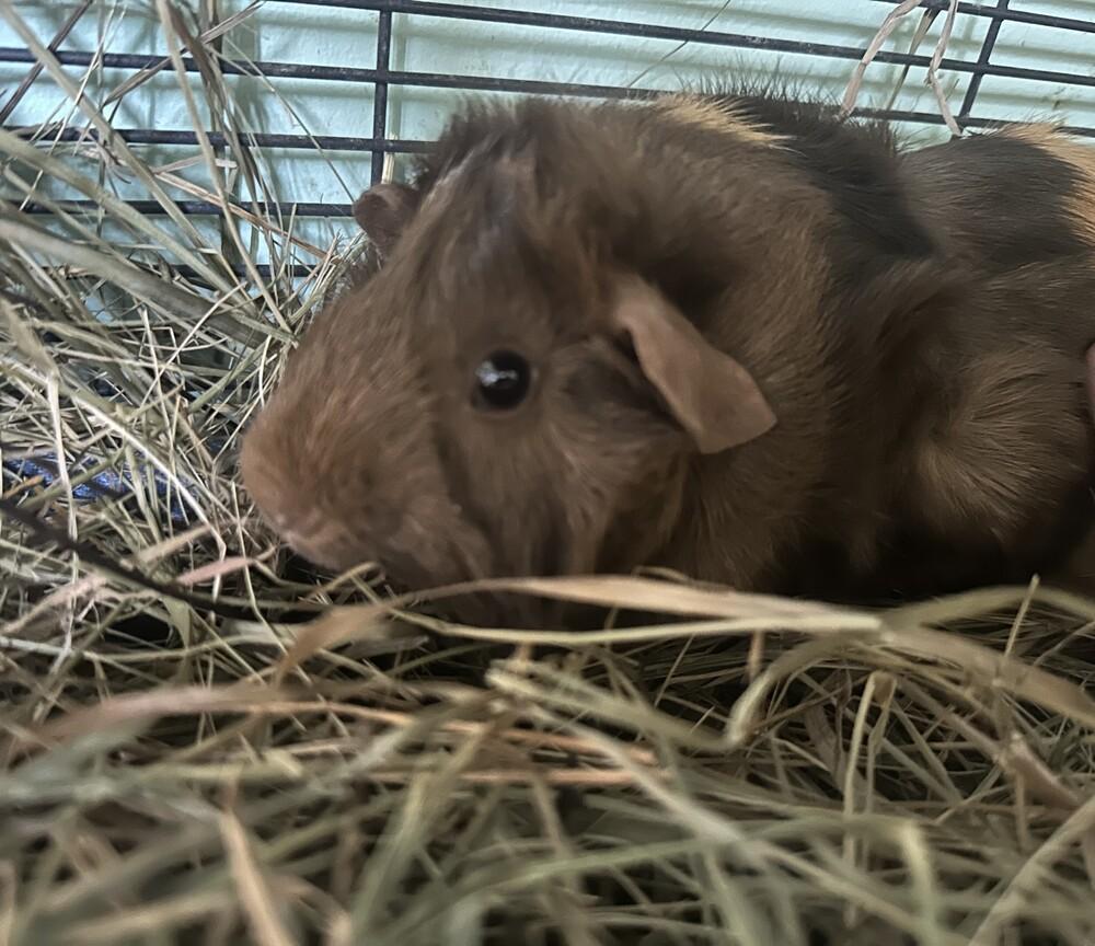 Jackie, a Adoptable Guinea Pig in Germantown, OH image 2/4