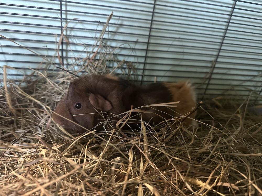 Jackie, a Adoptable Guinea Pig in Germantown, OH image 3/4