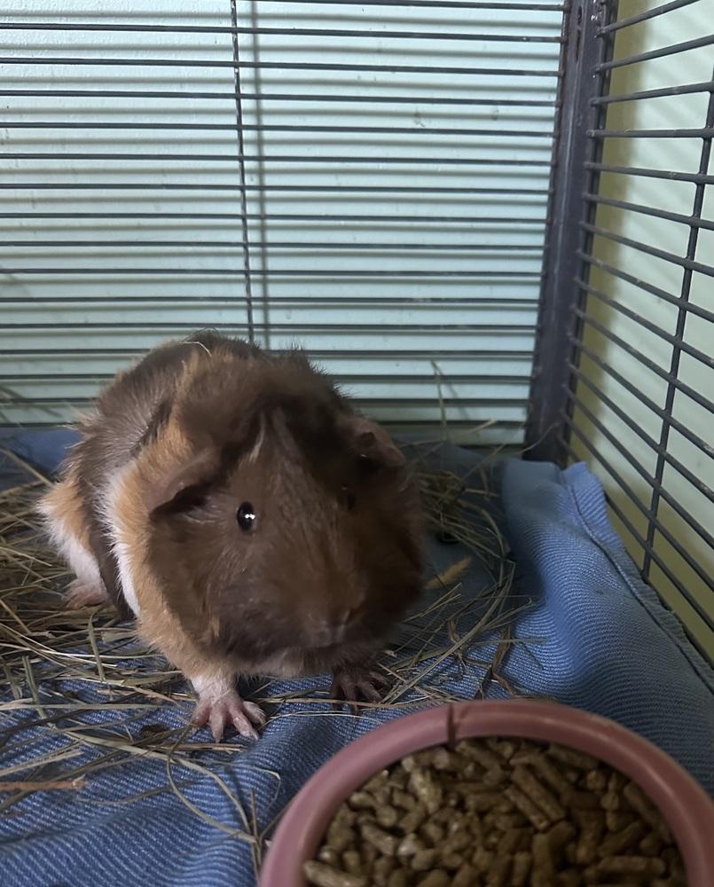 Jackie, a Adoptable Guinea Pig in Germantown, OH image 4/4