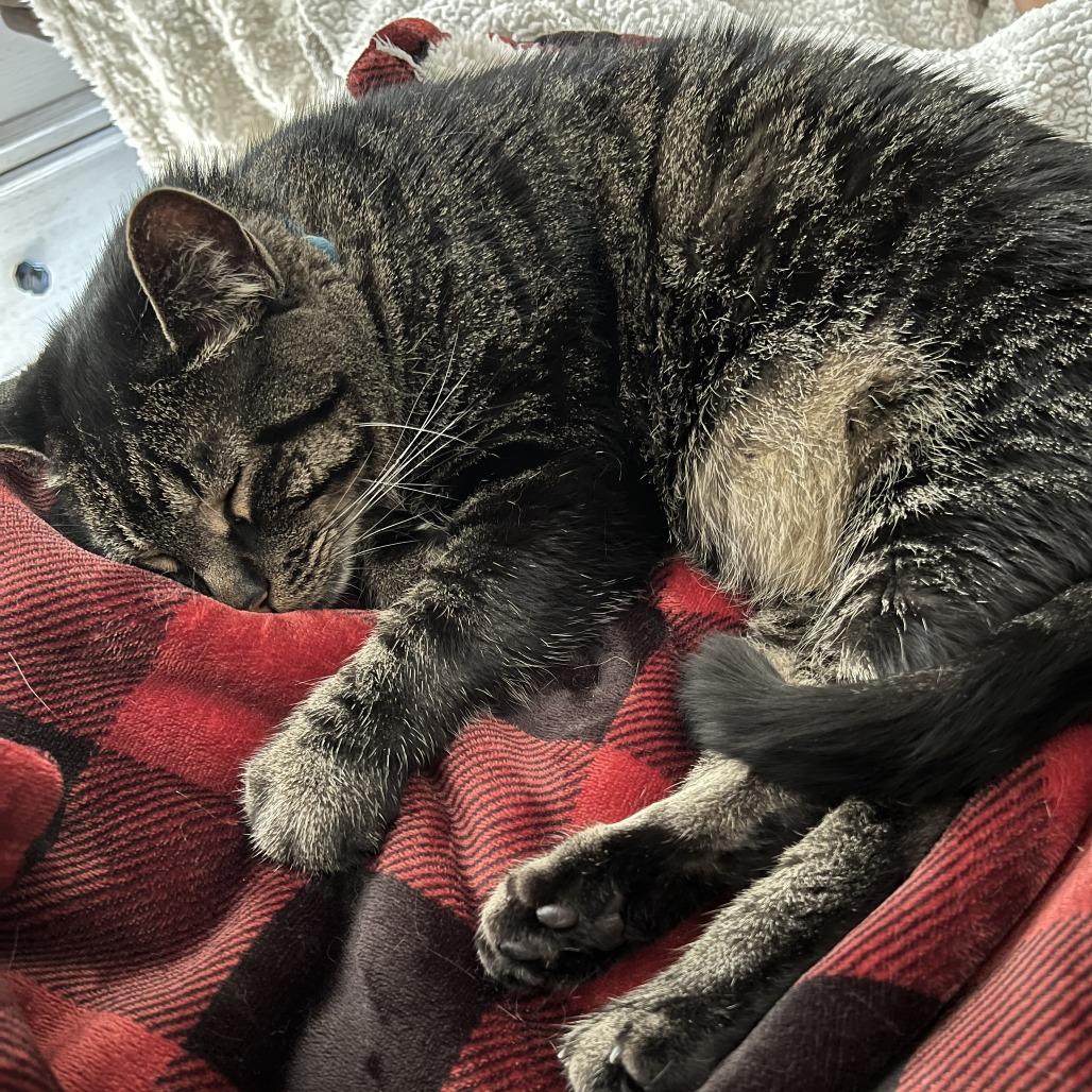 Wolfie, Adoptable, Adult Male Domestic Short Hair.