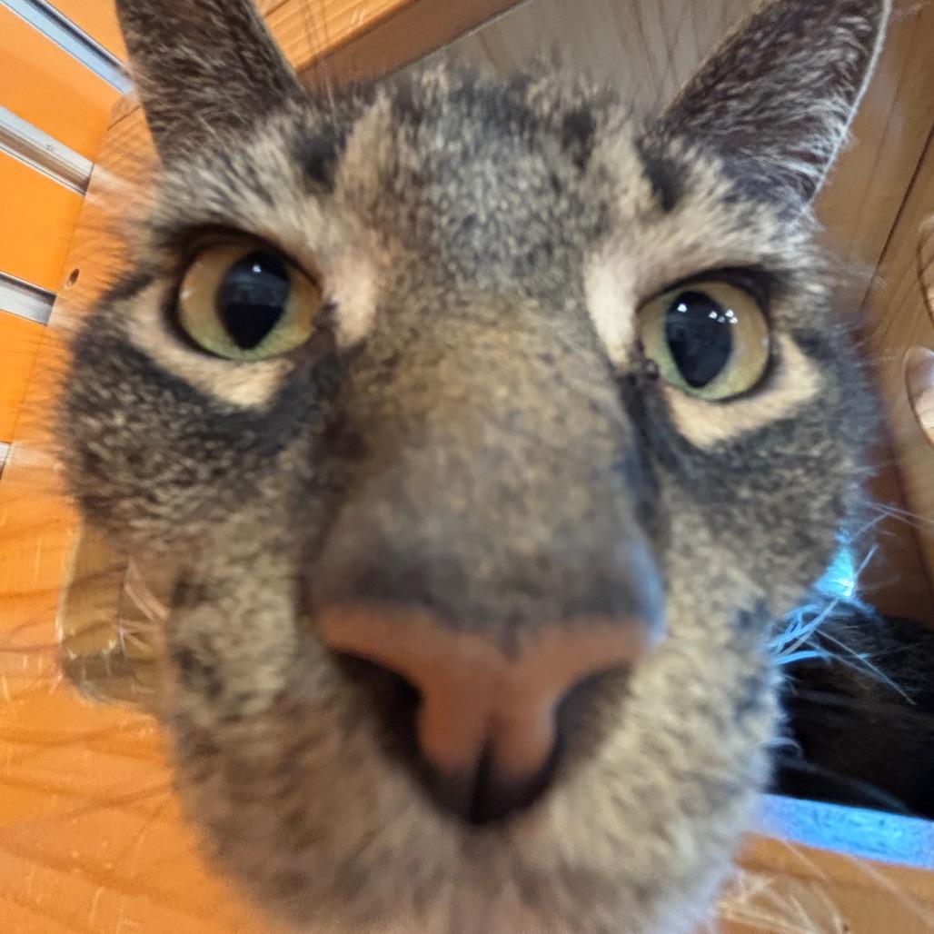 Enlarge Wolfie, a Adoptable Domestic Short Hair in Washington Township, OH image 2/6