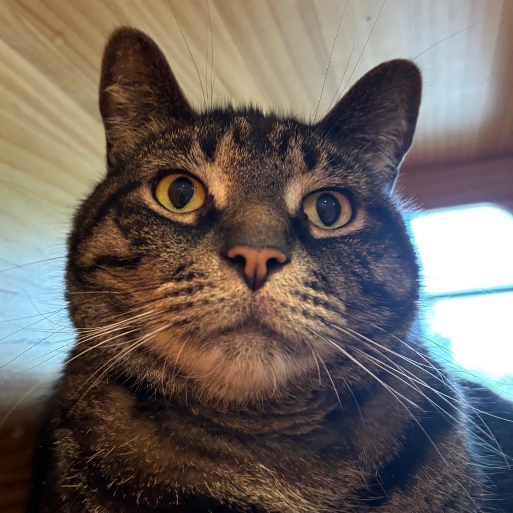 Enlarge Wolfie, a Adoptable Domestic Short Hair in Washington Township, OH image 3/6