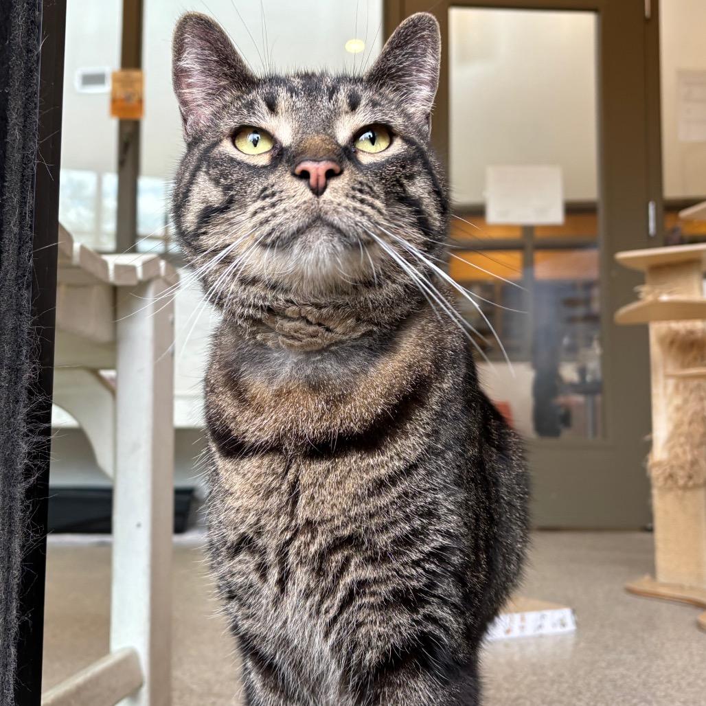 Enlarge Wolfie, a Adoptable Domestic Short Hair in Washington Township, OH image 4/6