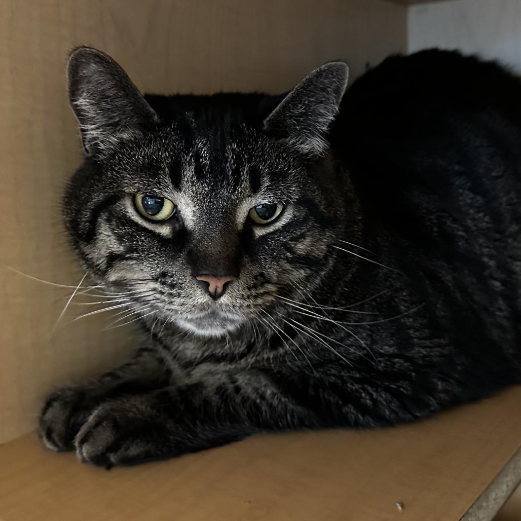 Enlarge Wolfie, a Adoptable Domestic Short Hair in Washington Township, OH image 2/2