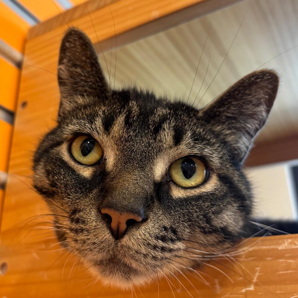 Enlarge Wolfie, a Adoptable Domestic Short Hair in Washington Township, OH image 5/6