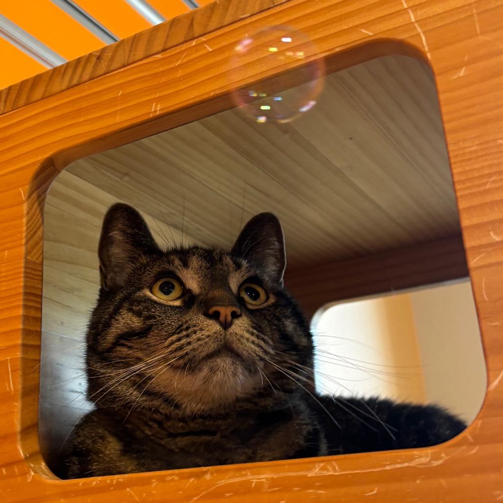 Enlarge Wolfie, a Adoptable Domestic Short Hair in Washington Township, OH image 6/6