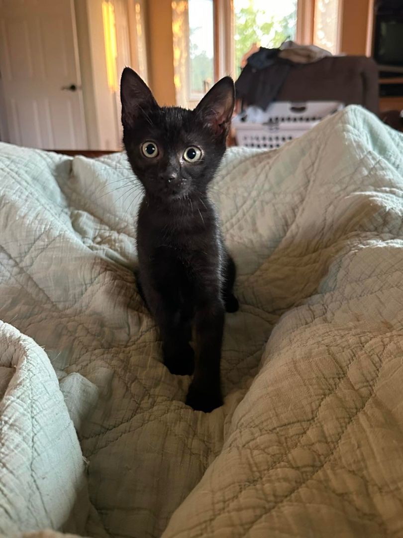 Raven, Adopted, Kitten Female Domestic Short Hair.