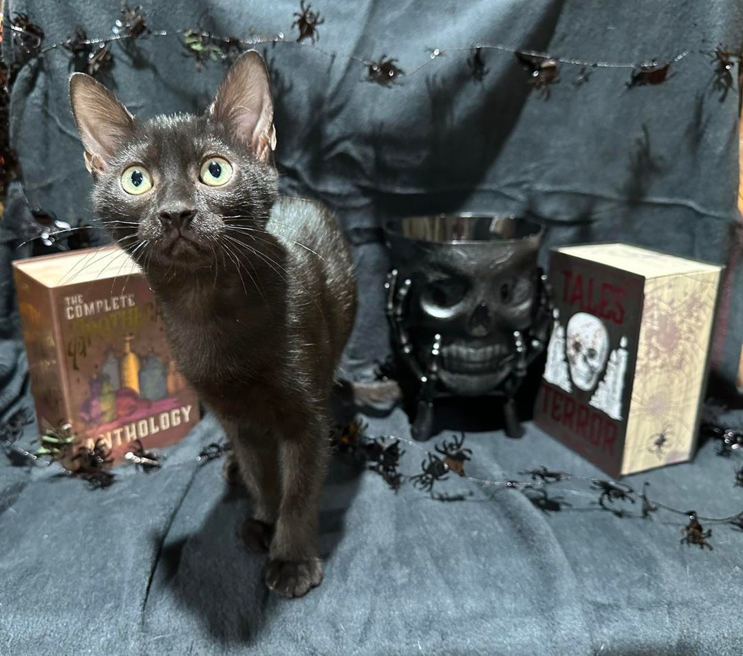 Enlarge Raven, a Adopted Domestic Short Hair in Branson, MO image 2/3