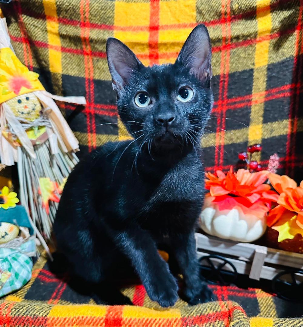 Enlarge Raven, a Adopted Domestic Short Hair in Branson, MO image 3/3