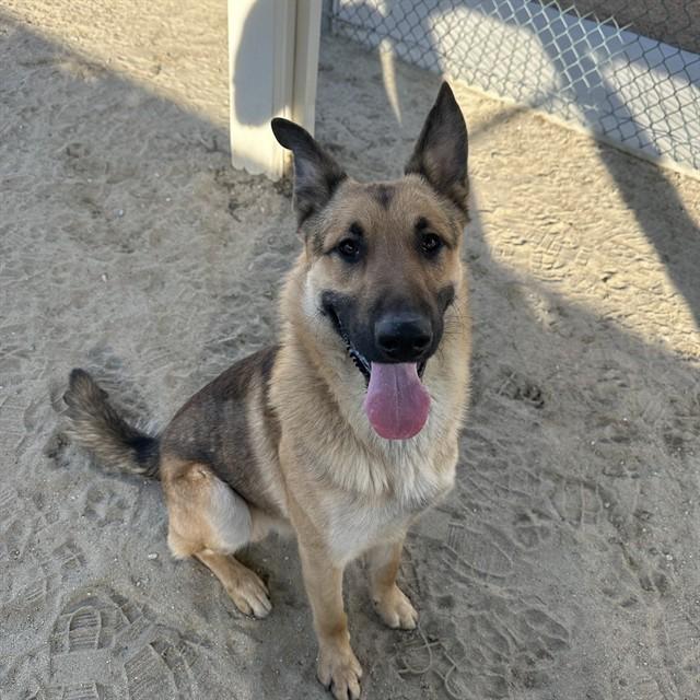Enlarge ZEUS, a Adoptable German Shepherd Dog in Thousand Palms, CA image 1/1
